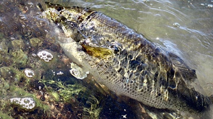 Check out the Great Rick Clunn speaks, new All-American winner, and the Biggest Freshwater Fish Ever Caught in CT.