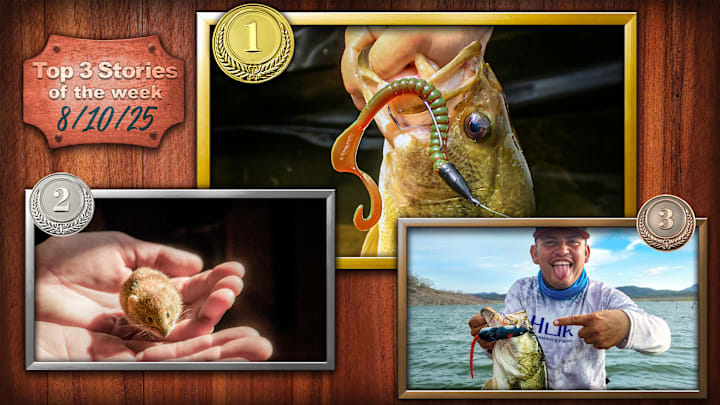 From the best soft plastic baits, to rainbows that eat mice, to bass that eat rats, these stories captured our Sports Illustrated fishing reader’s attention on Fishing on SI this past week. From the best soft plastic baits, to rainbows that eat mice, to bass that eat rats, these stories captured our Sports Illustrated fishing reader’s attention on Fishing on SI this past week.