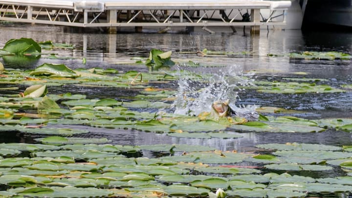Follow up your frog strikes with a punch rig and turn blowups into big bass in heavy cover.
