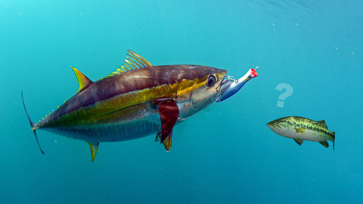 What can catching yellowfin tuna on poppers teach you about catching bass back home?
