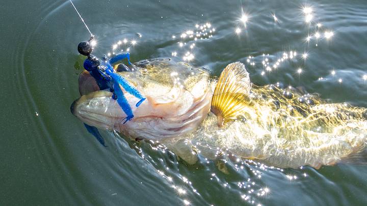 best bass lure color for winter Top 5 Baits For Late Winter Bass Fishing!  Tactical Bassin'