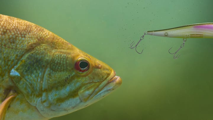 A clear-water bass shadows a jerkbait without striking. Yes, it's maddening but it's also giving you clues to the subtle adjustments you can make to turn the next follower into a biter.