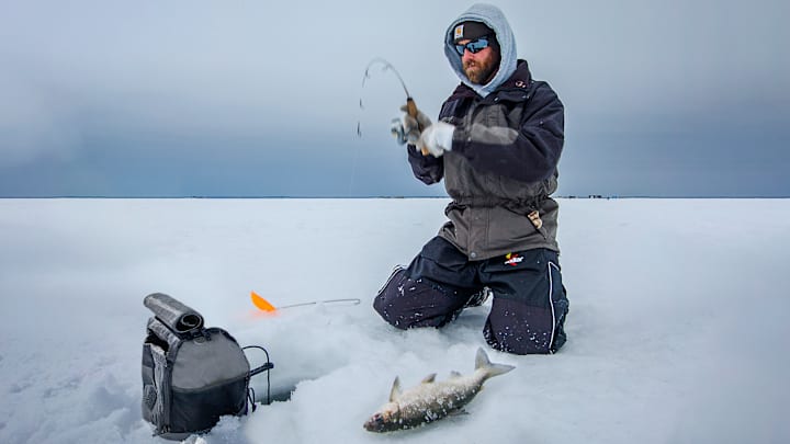 Ciscoes form large schools, fight hard and taste great. Plus, they are willing biters all winter long. 