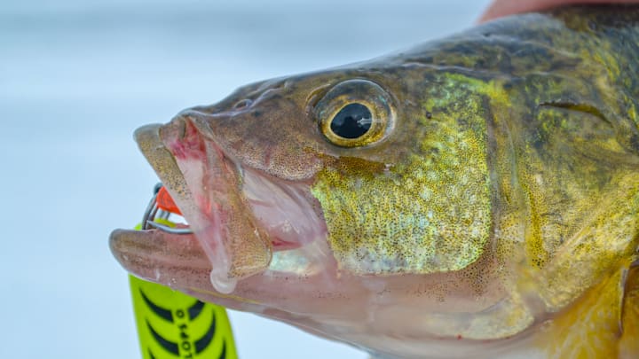 Midwinter perch can often be found on deep mud flats. Use large spoons to get down quickly and attract fish from a distance.