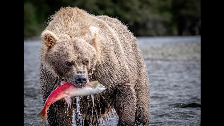 A big Alaskan brown bear is part of the adventure on a fish and float trip in Alaska