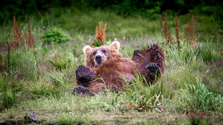 A Creature indulging in Comfort