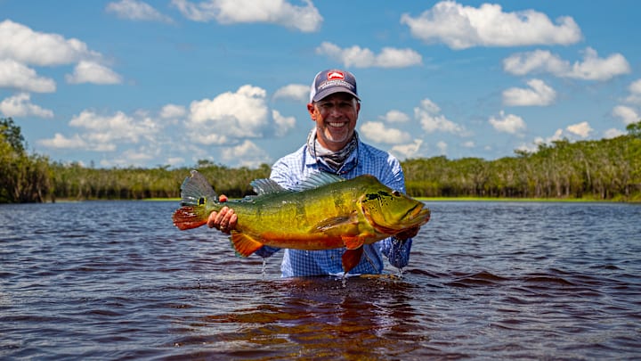 A jungle peacock bass is a savage fight on a fly rod. A jungle peacock bass is a savage fight on a fly rod.