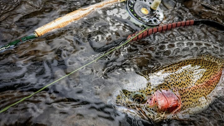 Dark waters and beautiful fish.