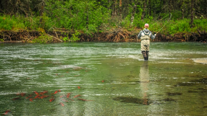 A fly angler hooked into a trout amongst red salmon. 
