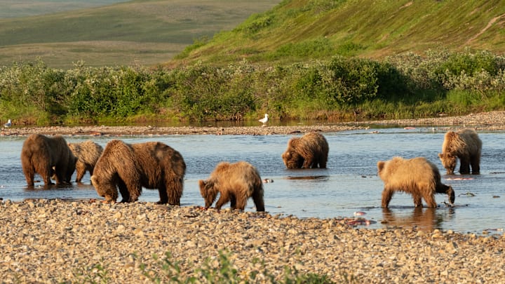 When the salmon show up in the rivers, it's a bear haven. 