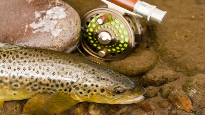 Fish the foam line to increase your chance of finding feeding fish.