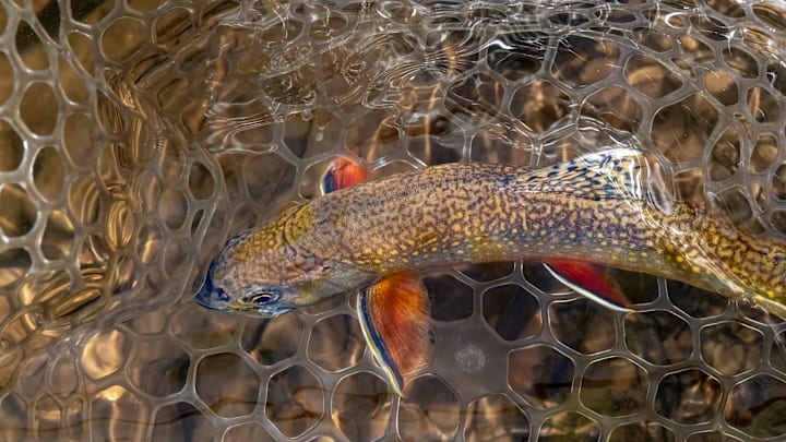 Brook trout thrive in cold, clear water. 