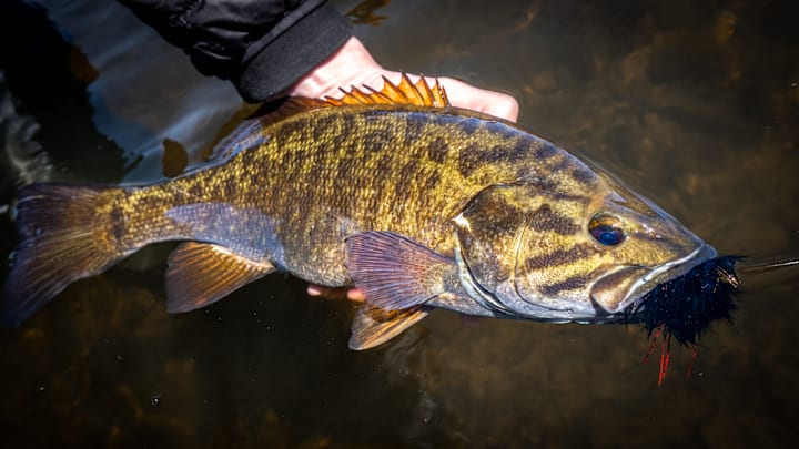 Catching fat, chunky smallies on four-inch streamers. 