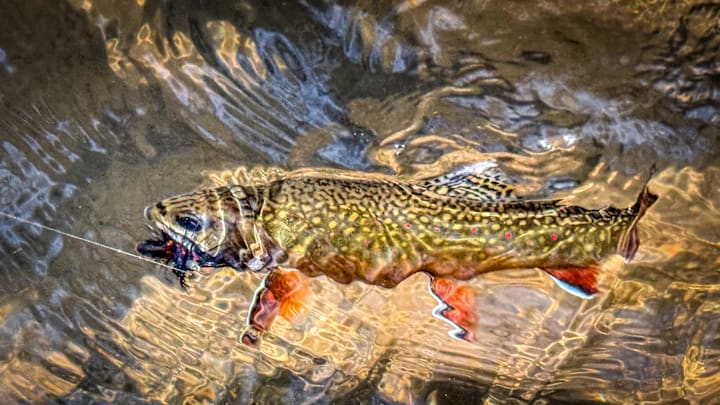 The colors of a wild brookie burn bright in a WV creek. 
