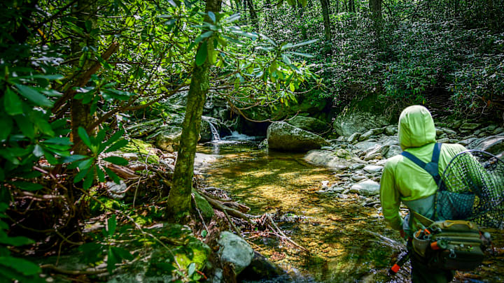 Fly fishing for wild brookies on an Appalachian stream. 