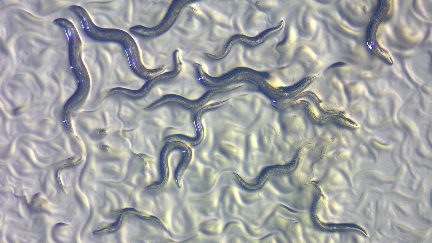 Nematodes Form âLiving Towers of Wormsâ to Move as One