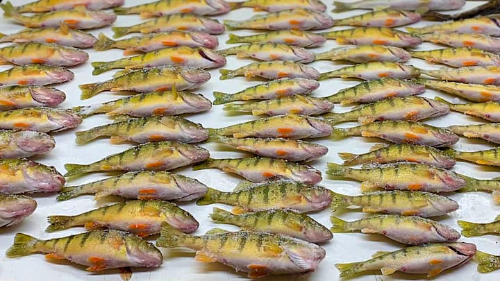 A table full of jumbo perch is the ultimate reward for a day of successful ice fishing.