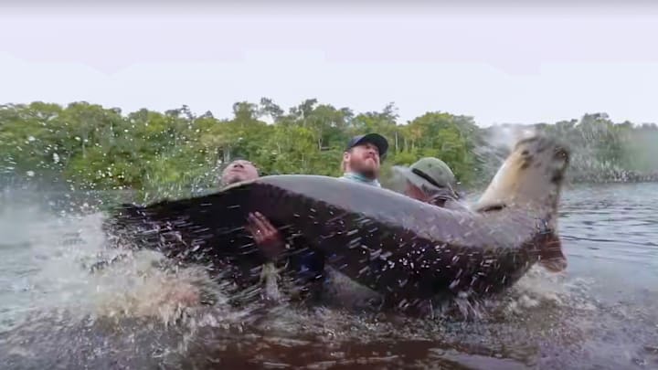 Real fishing adventure! Matt Allen and his guides face the raw power of a thrashing Arapaima in the heart of Guyana’s Essequibo River. Real fishing adventure! Matt Allen and his guides face the raw power of a thrashing Arapaima in the heart of Guyana’s Essequibo River.