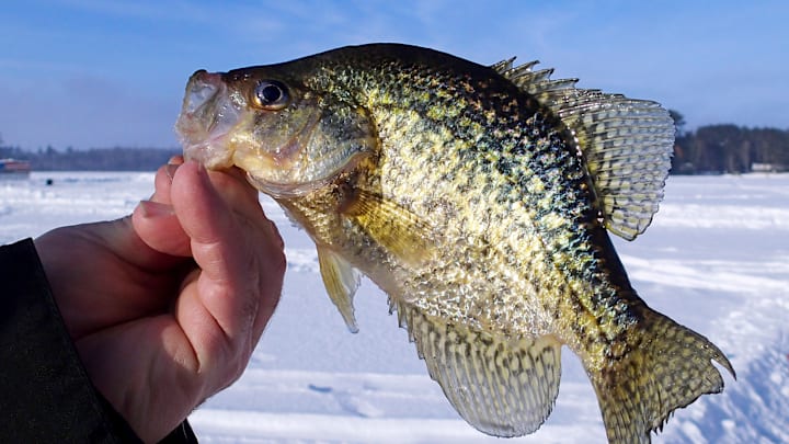 A beautiful crappie caught through the ice, a perfect example of the rewards of winter fishing in deep, zooplankton-rich waters.