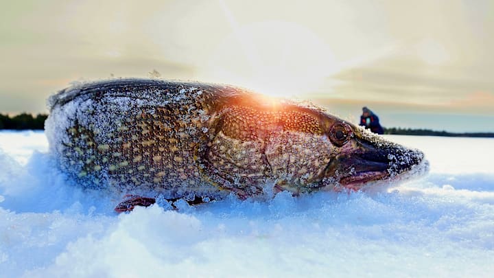 A picture-perfect end to a successful ice fishing trip—northern pike, icy sunsets, and a pickled pike recipe on my mind.