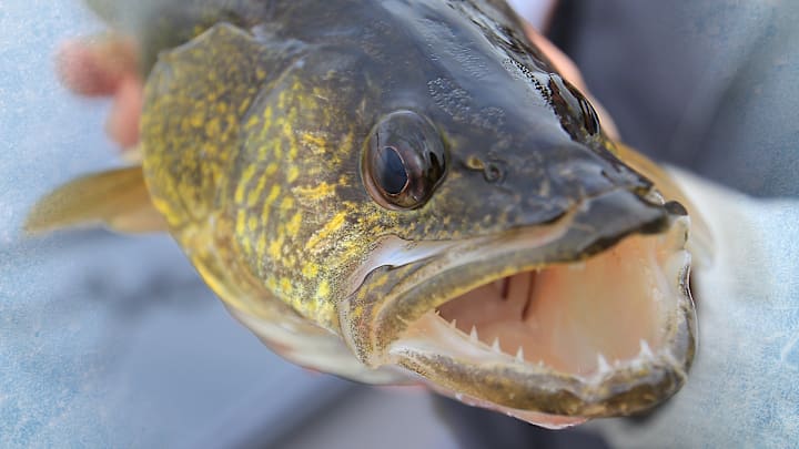 Discover the best walleye rigs for ice fishing, including the Rapala Jigging Rap, VMC Rattle Spoon, and live bait setups. Discover the best walleye rigs for ice fishing, including the Rapala Jigging Rap, VMC Rattle Spoon, and live bait setups.