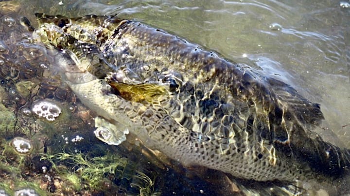 Shimano’s new big bait fishing system feature the Tranx 300B reel, Outlier swimbait rods, and the Gravitator 220SS glide bait. Perfect for targeting trophy bass.