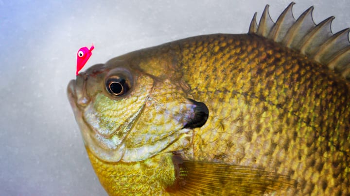 A light jig quivering in place can draw strikes from finicky winter bluegills.