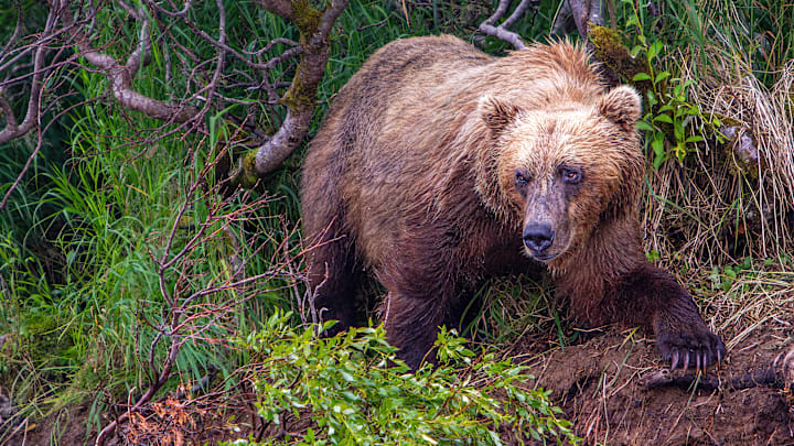 An Alaskan brown bear on the side of a creek waiting for salmon to swim by. 