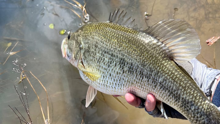 Mike Iaconelli’s Persistent Injury Benches Him for Tenkiller, Good News from the Bass Hall of Fame, and More Good News from Major League Fishing. Mike Iaconelli’s Persistent Injury Benches Him for Tenkiller, Good News from the Bass Hall of Fame, and More Good News from Major League Fishing.