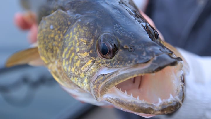 First-ice walleyes are aggressive and willing to bite.
