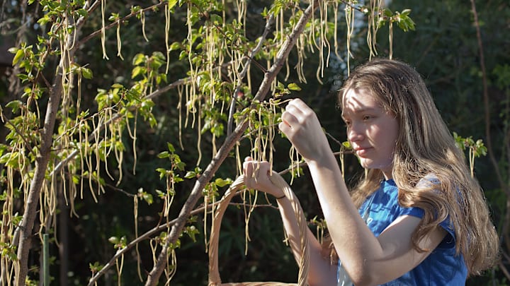 The spaghetti tree in all its glory.