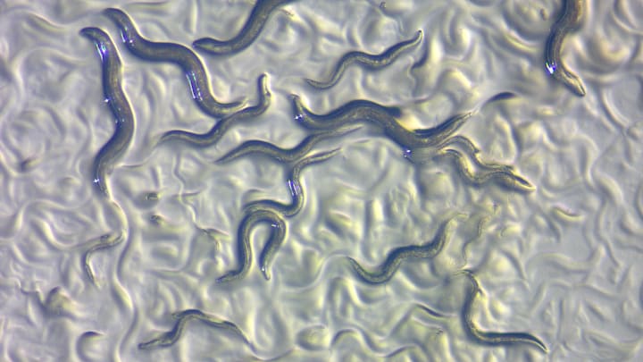 C. elegans nematodes in their squiggly, non-towering mode.