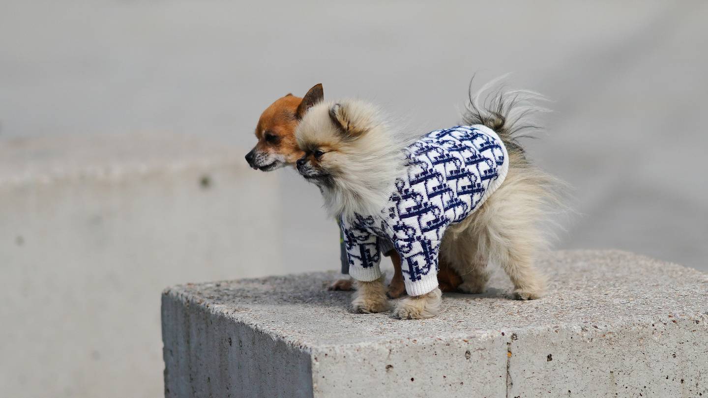 Stunning Dogs Eating Sweater Safety image