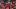 Tampa Bay Buccaneers quarterback Jalon Daniels Tampa Bay Buccaneers quarterback Jalon Daniels