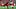 New York Giants running back Devin Singletary New York Giants running back Devin Singletary