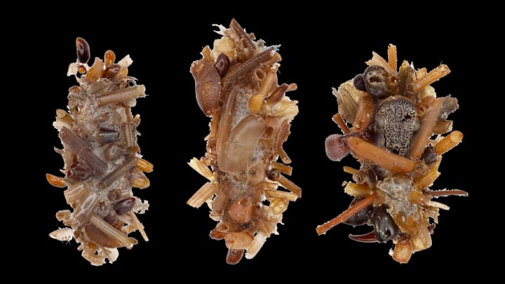 Three outer cases of the “bone collector” caterpillar decorated with insect body parts.