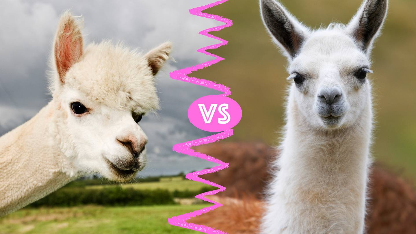 Alpacas Vs Llamas What s The Difference 