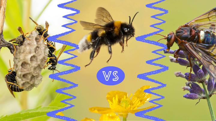The difference between bees, wasps, and hornets is subtle.