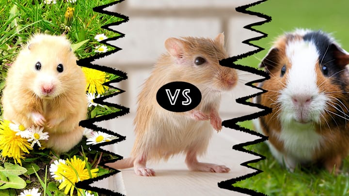 Hamster, gerbil, guinea pig.
