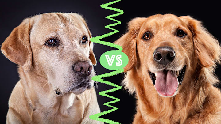 Labrador (left) and golden retriever.
