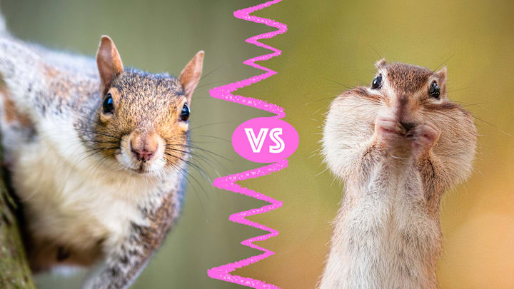 Gray squirrel (left), chipmunk (right).