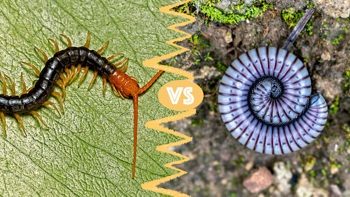 Centipedes and millipedes are actually quite different.