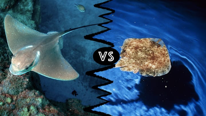 The stingray it on the left, and the skate is to the right.