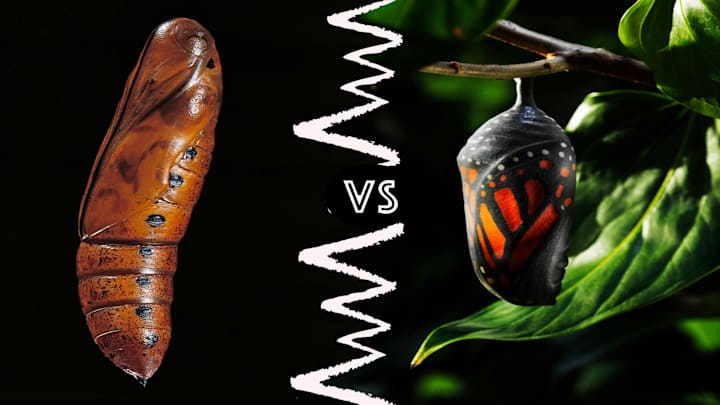 The cocoon is on the left and the chrysalis is on the right.