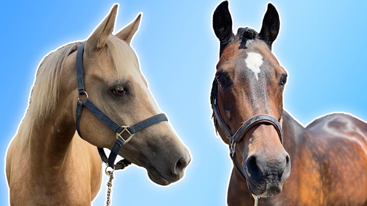 Two truly majestic beings.