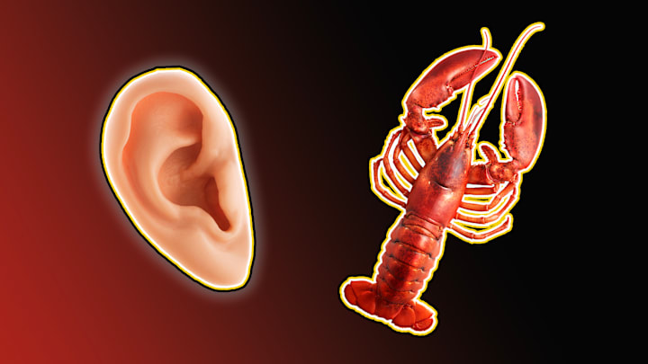 Countries have fought over strange things.