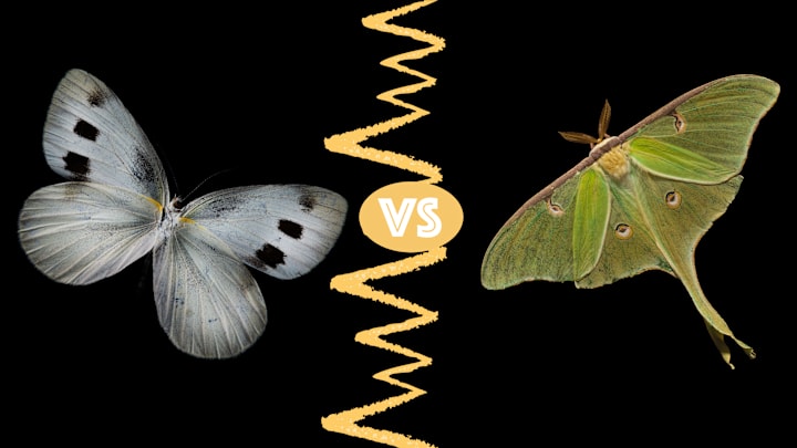 Indian cabbage white butterfly (left), luna moth (right).