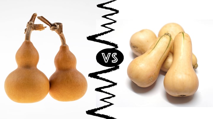Gourds (left) and squash (right) are similar, but one shouldn’t be eaten.