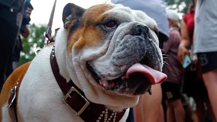 Mississippi State Bulldogs mascot Bully makes his way down the Dawg Walk prior to the game against the Arizona State Sun Devils at Davis Wade Stadium at Scott Field.