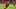 Toronto FC’s Josh Sargent Toronto FC’s Josh Sargent